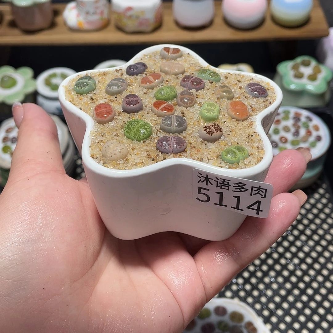 带盆土植物 一物一拍5114