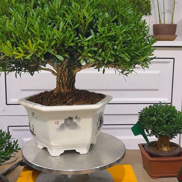 世***料无花朵浙江黄杨一树一拍