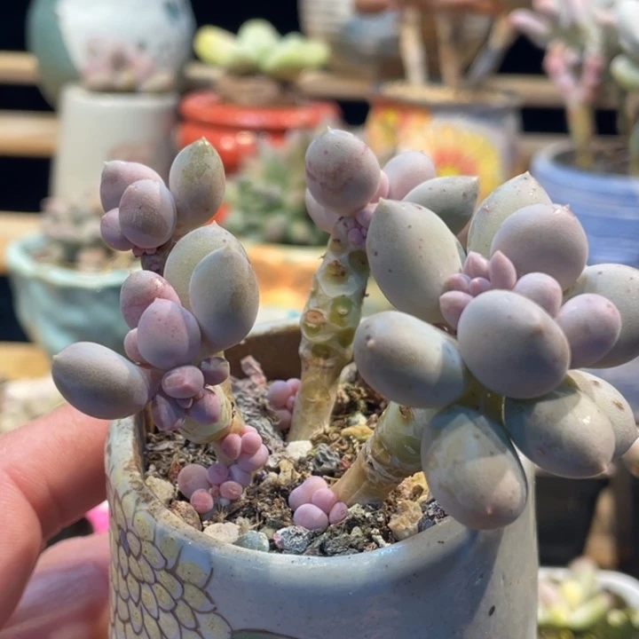 冰提彩虹啊啊多肉啊啊