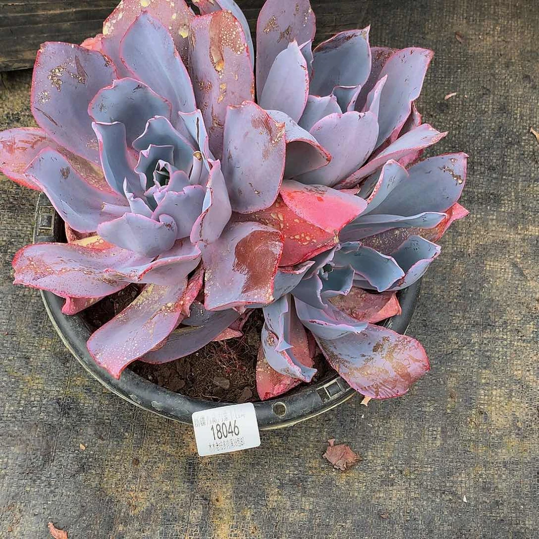 雪***娘         晚霞18046