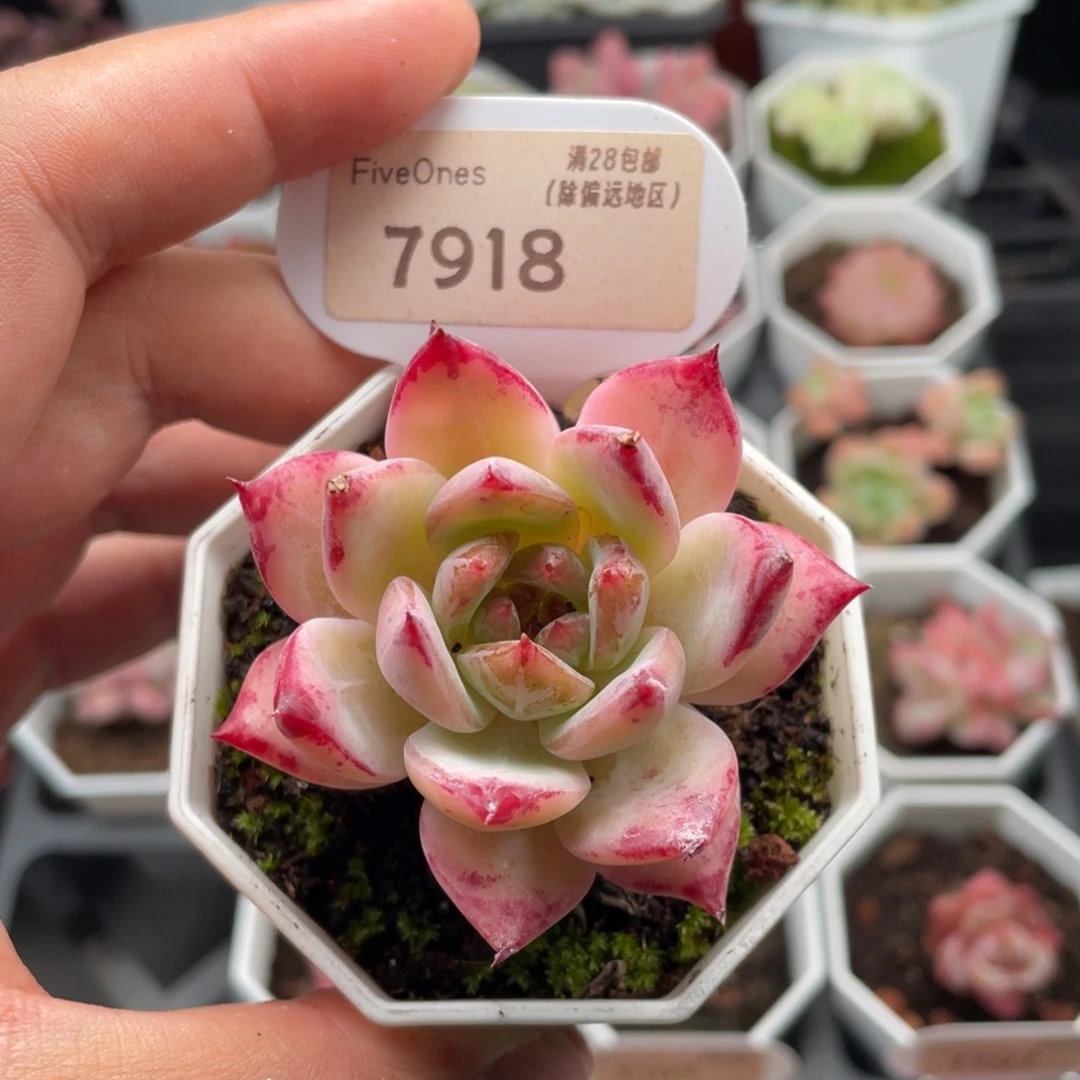拉糖7918-5.5厘米