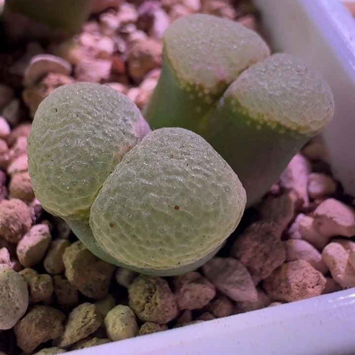 3号双头风铃一物一拍