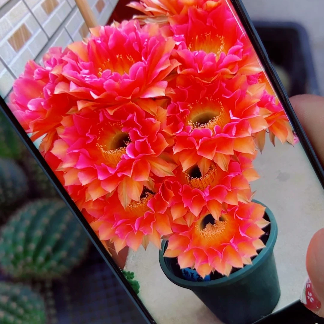 下32彩草超级色彩歪无根侧芽4公分左右20包邮