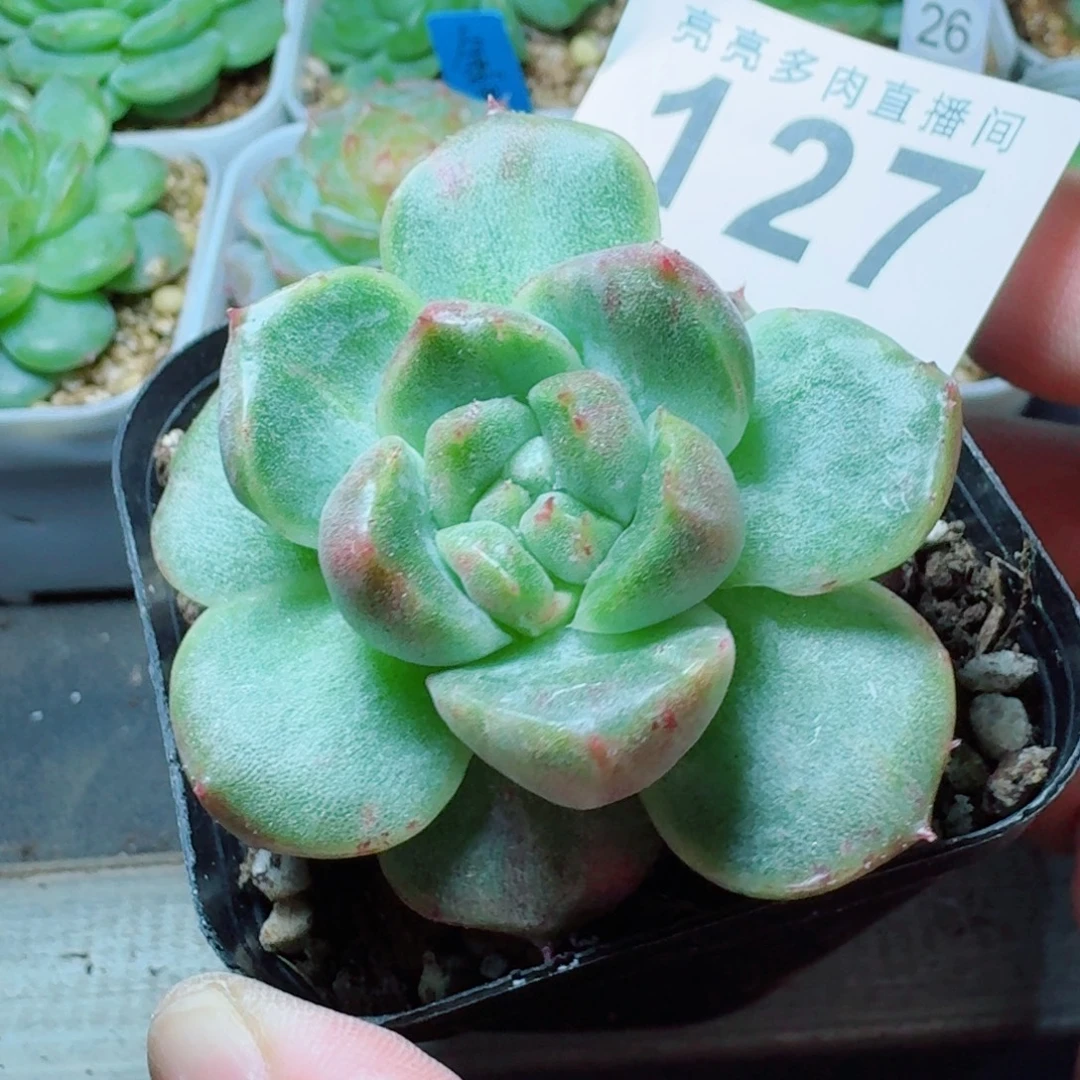 石化珍妮            精美多肉植物