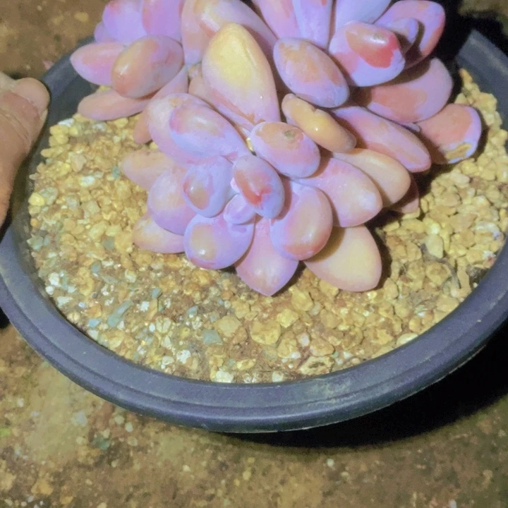 易***易香水真的太难喝啊呜呜真的很爱