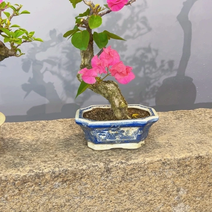 随***缘完全开放同安红补差价