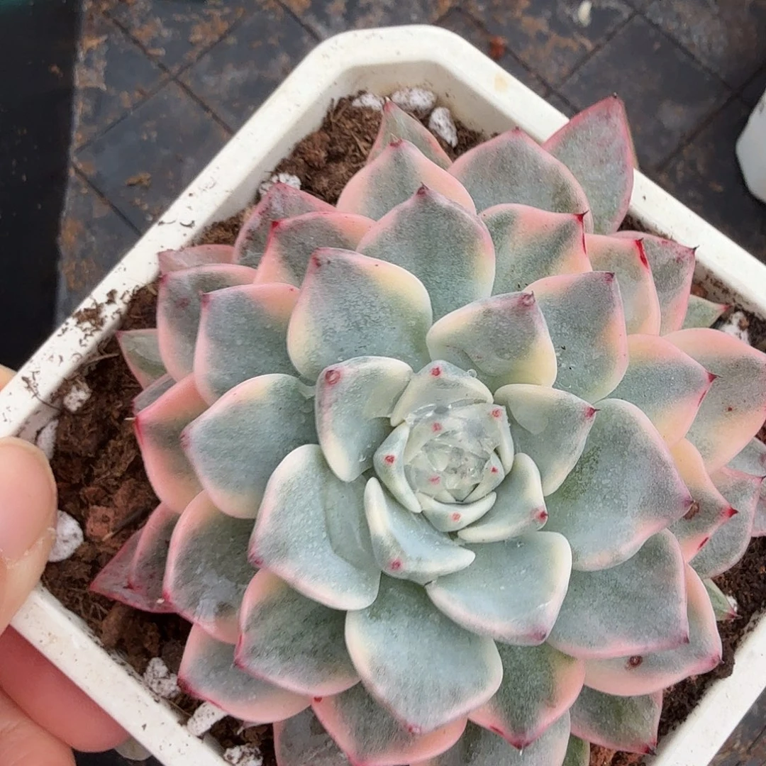 沙罗姬锦，多肉植物