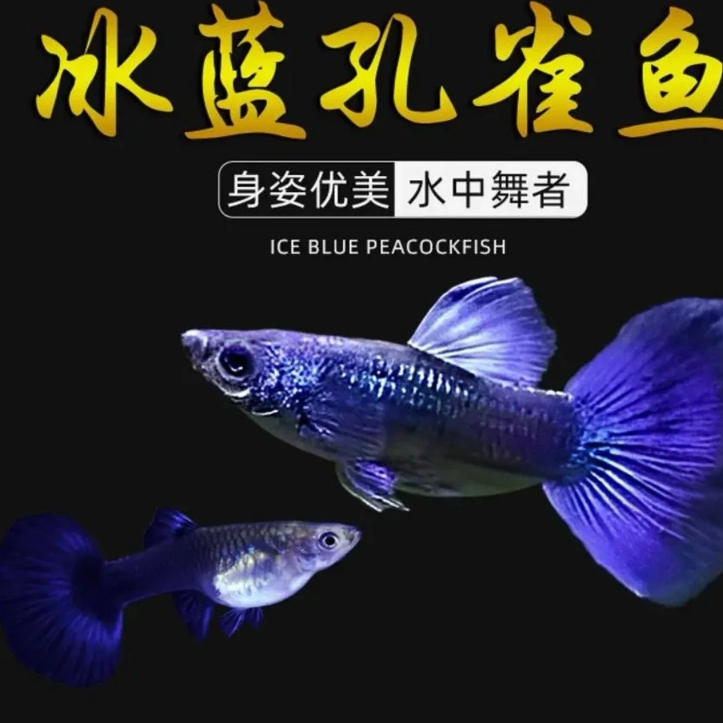 冰蓝（2公+2母）再送2条拍两单送5条