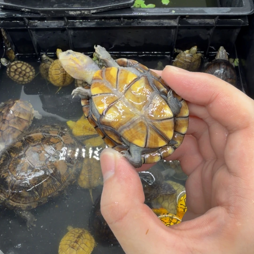 宠物龟不分公母红面