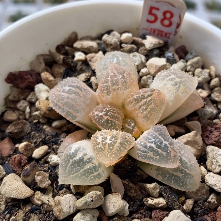 58号糊斑具味城锦多肉
