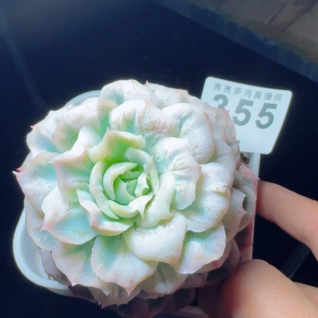 泡泡纱裙      愿你一路坦途，乘风破浪展宏图