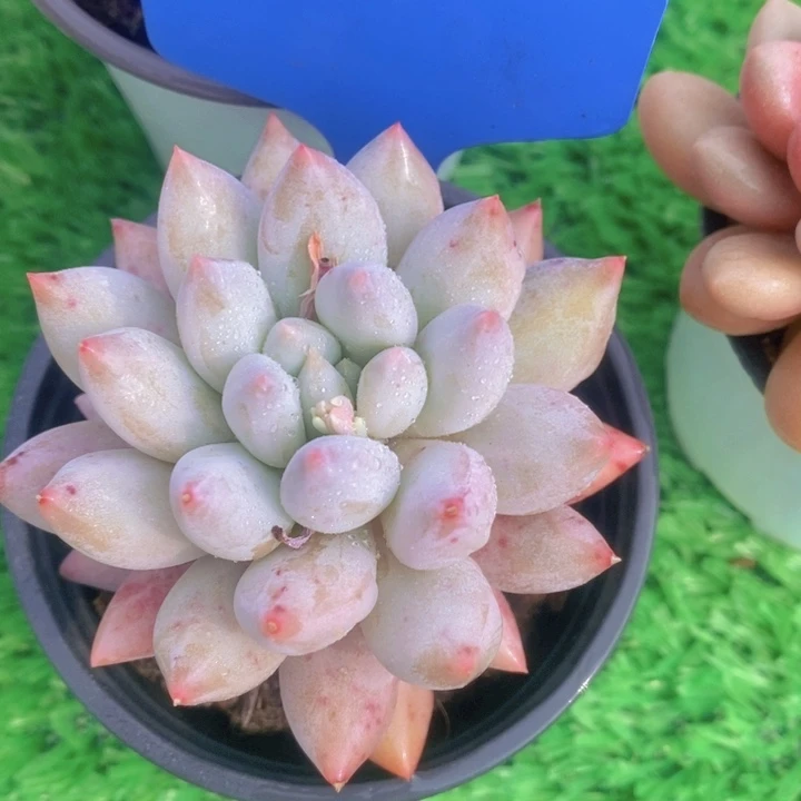 多肉植物，开心多肉