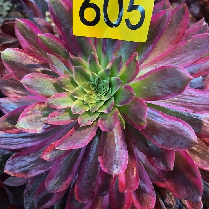 多肉植物福利来605