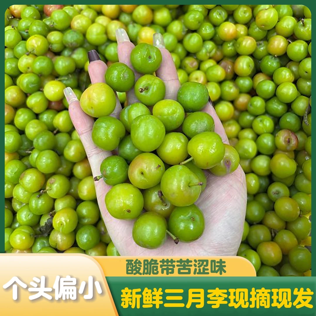 新鲜三月李青李子酸脆可口带苦涩味孕妇爱吃应季水果