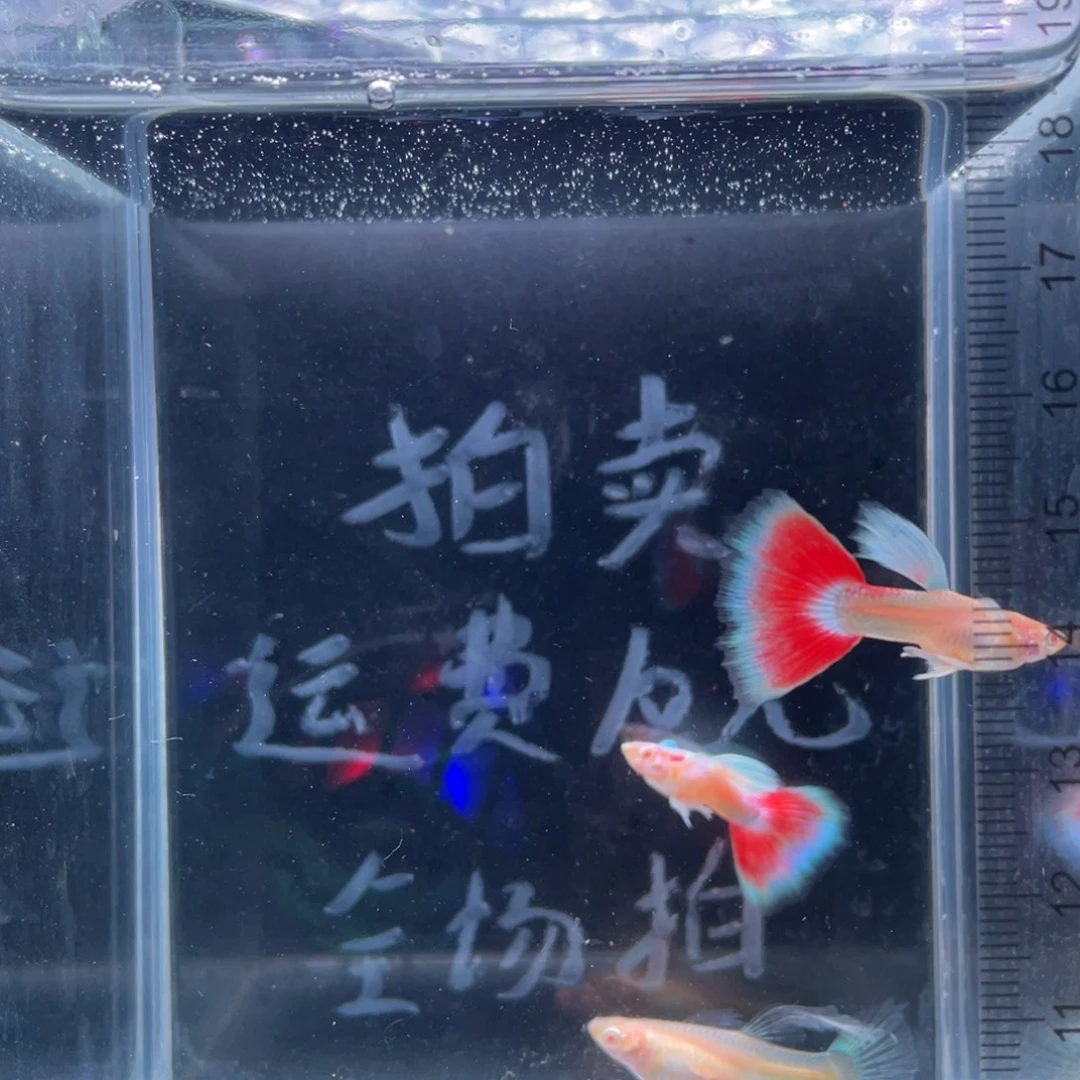 孔雀鱼蓝白飞船火烧云公鱼三条配蓝白大C母鱼一条