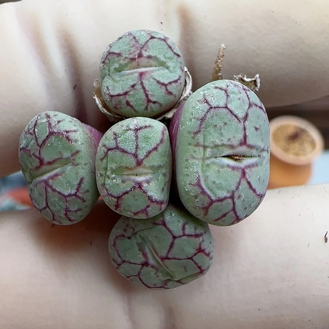 494福利福利福利