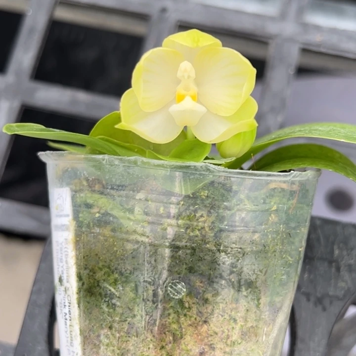 大部分花苞少量开放2.5寸杯BKH2201绿色小清新