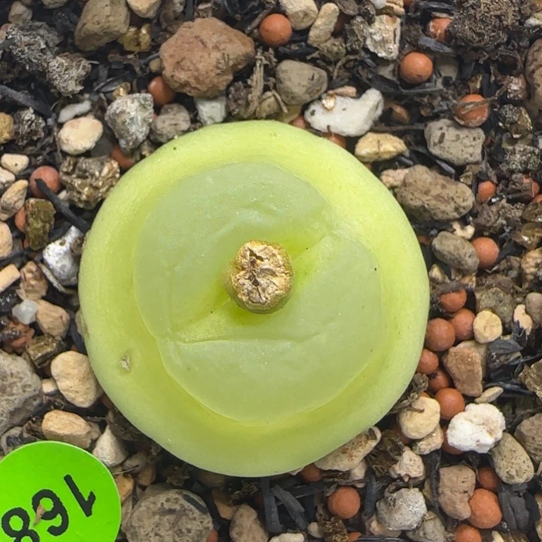 拉登2.58瑕疵多肉植物168