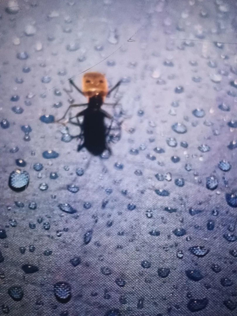 滇西昆虫标本（一物一拍）成活率50%