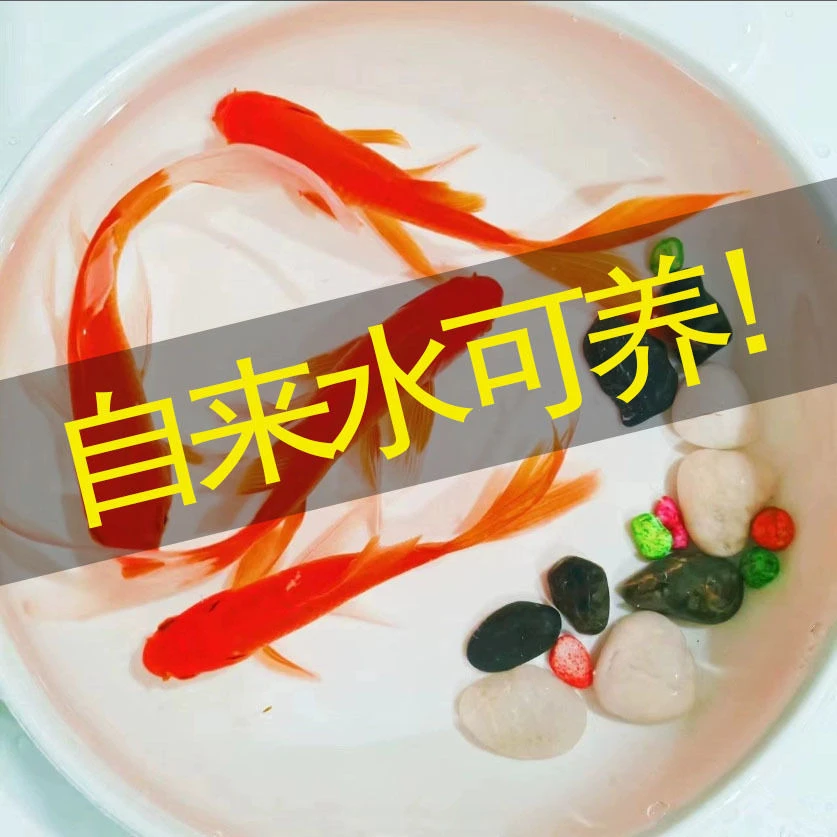【长尾樱花红白】9-11厘米11条红白草金 好养活冷水观赏鱼神奇动物