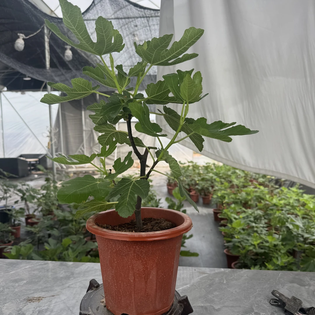 【超值波姬红】绿盆糖心爆汁当年果南北方耐寒耐旱神苗