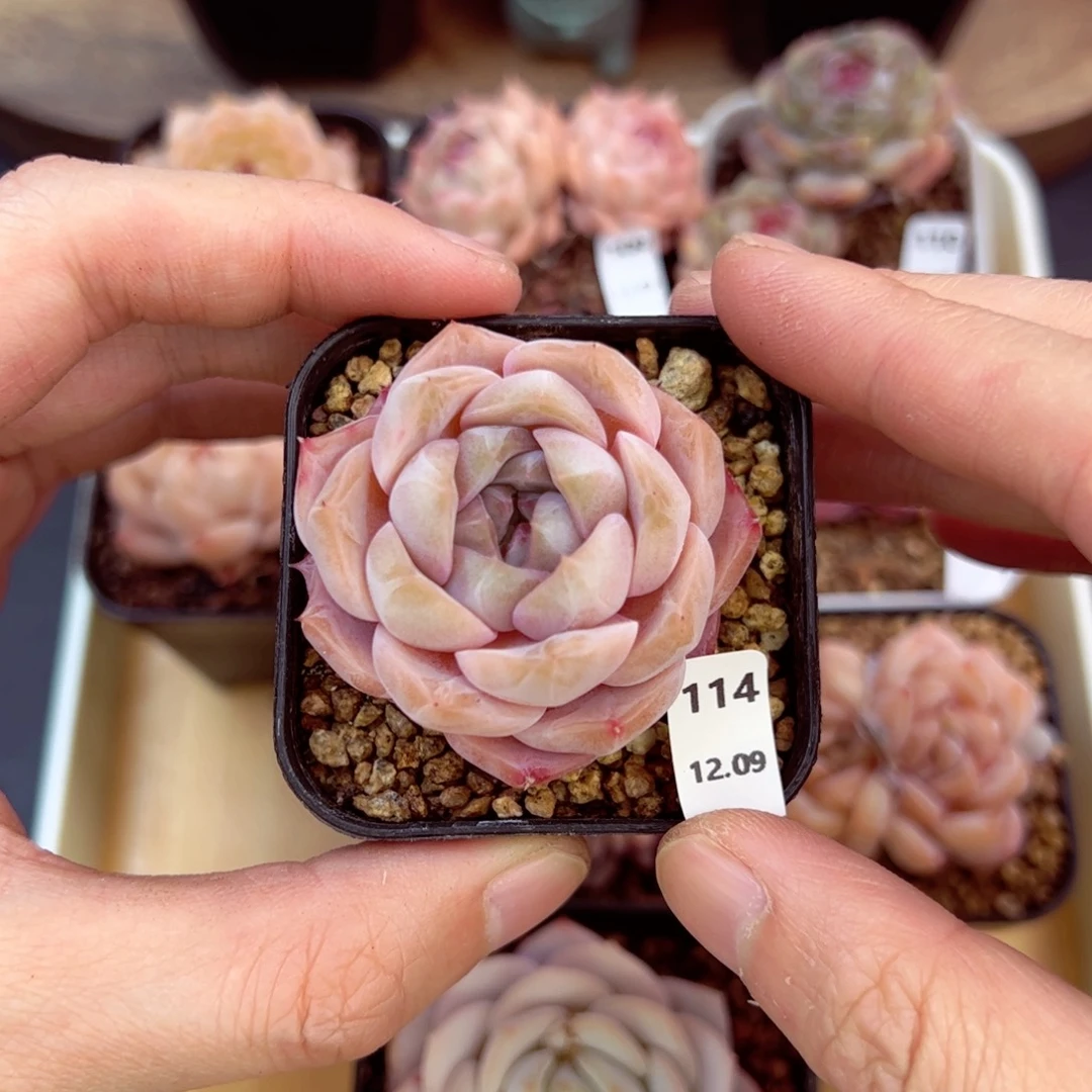 好好看114、哈哈哈哈哈