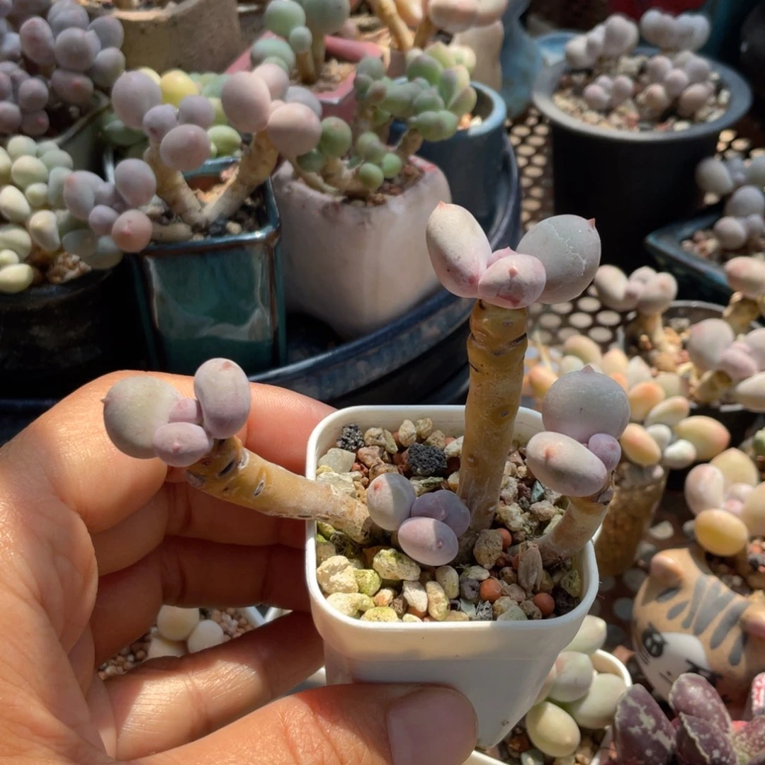 正版彩虹奶满50包邮非偏远
