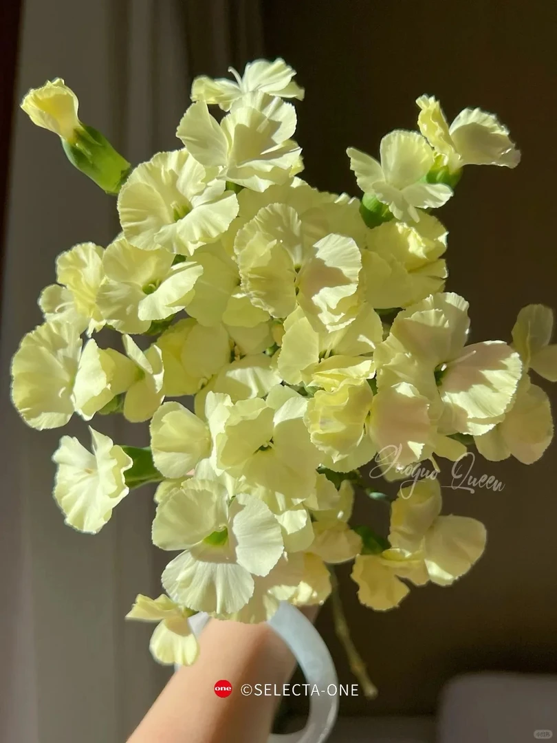 【520 鲜花婵之语】 绒羽多头康乃馨