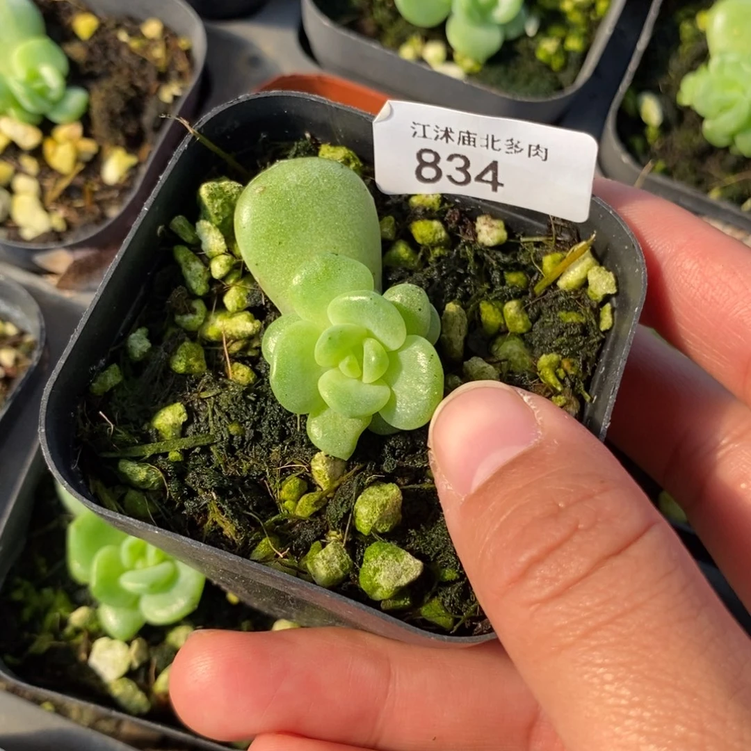 标834珍妮G19一个