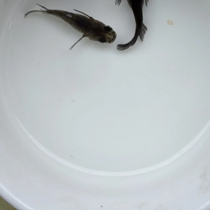 青鳉鱼大蛇球球10号