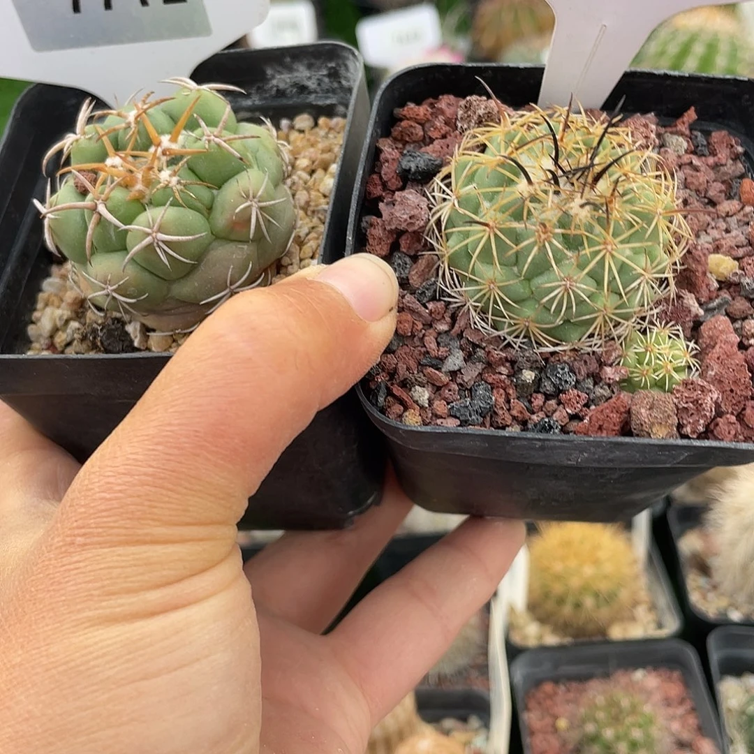 7712 和 7710 一起实生裸根发货