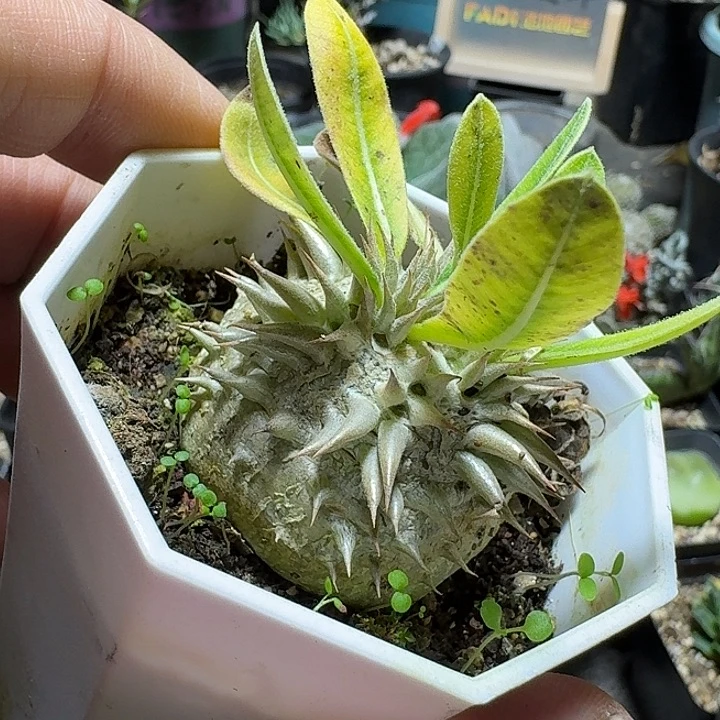 380惠比须笑带盆发货