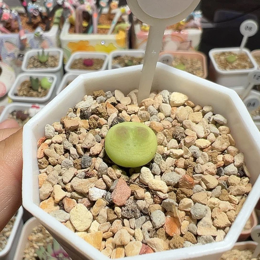 92号拉登尺寸1.25