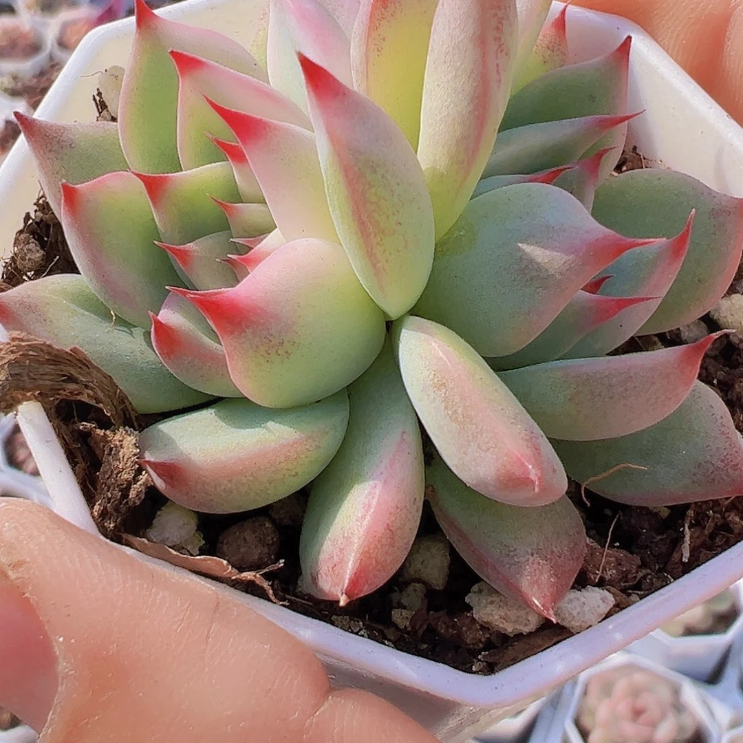 吉娃娃锦19包邮多肉