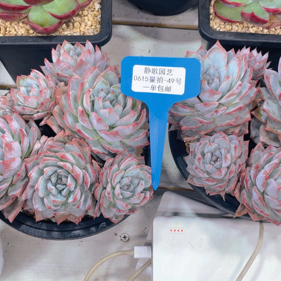 0615-49-老桩粉蓝鸟群一颗量拍