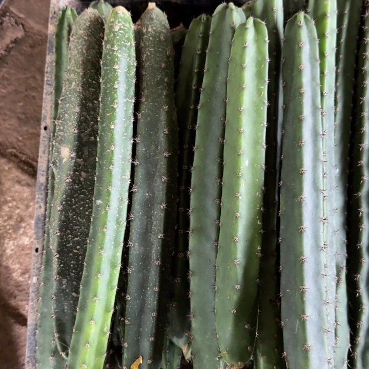 黑刺秀普歪25公分左右无根侧牙斑，20包邮