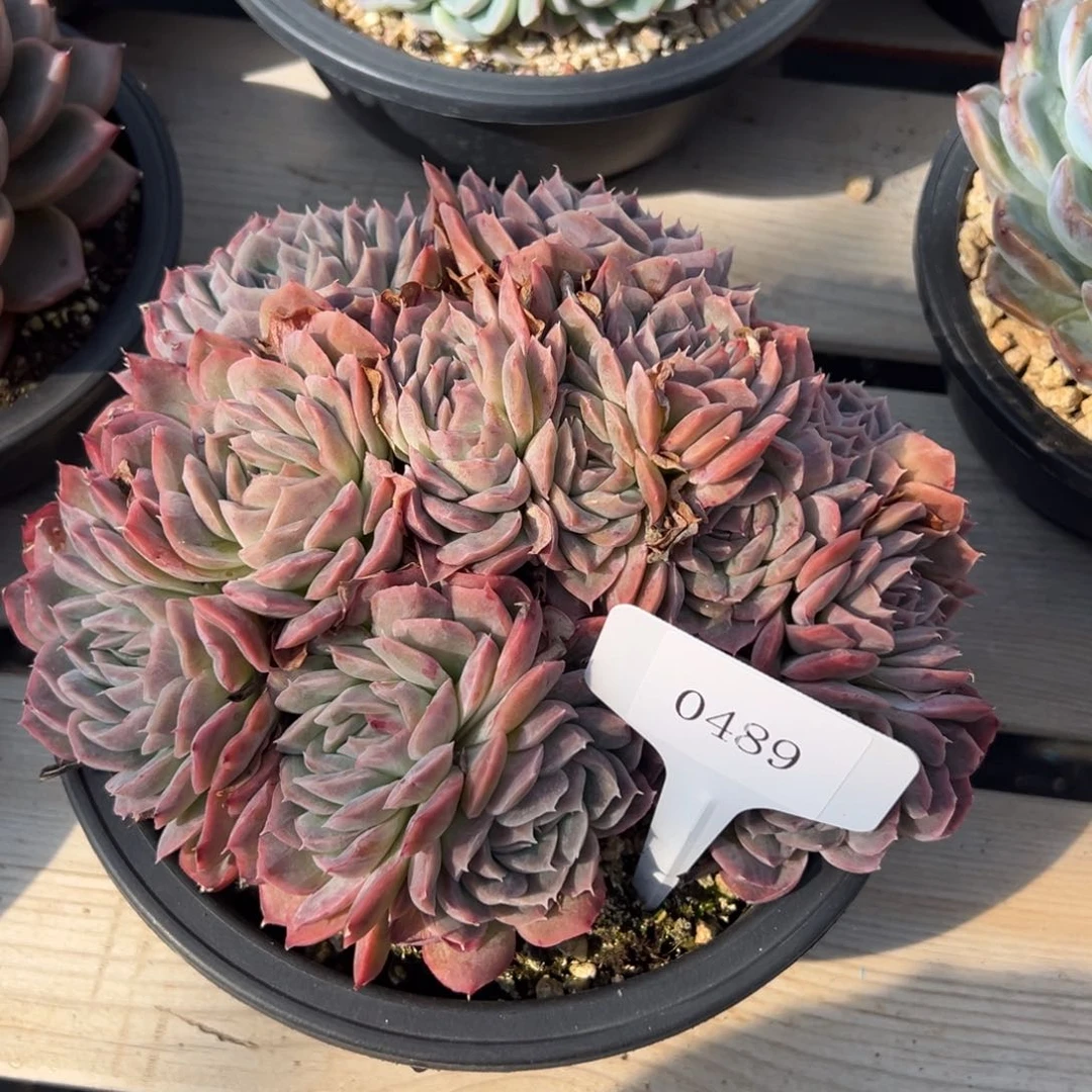 旗**门0489多肉的多多多多