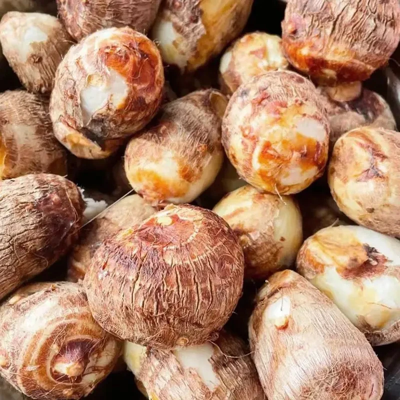 现挖牛奶小芋头云南新鲜现挖小芋头香甜芋艿