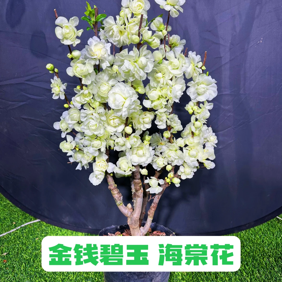 【春节福利】【金钱碧玉】稀少海棠盆景老桩 带花芽发货