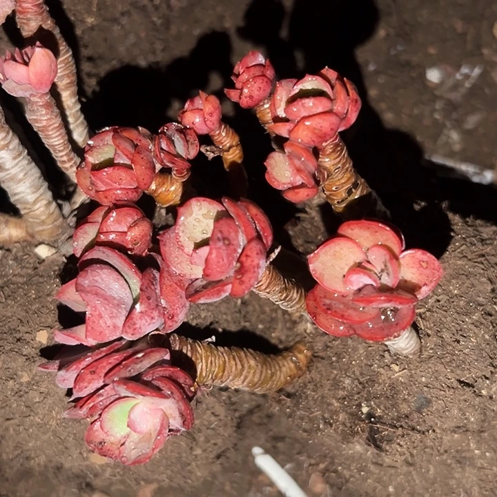 无花朵秀妍老桩。