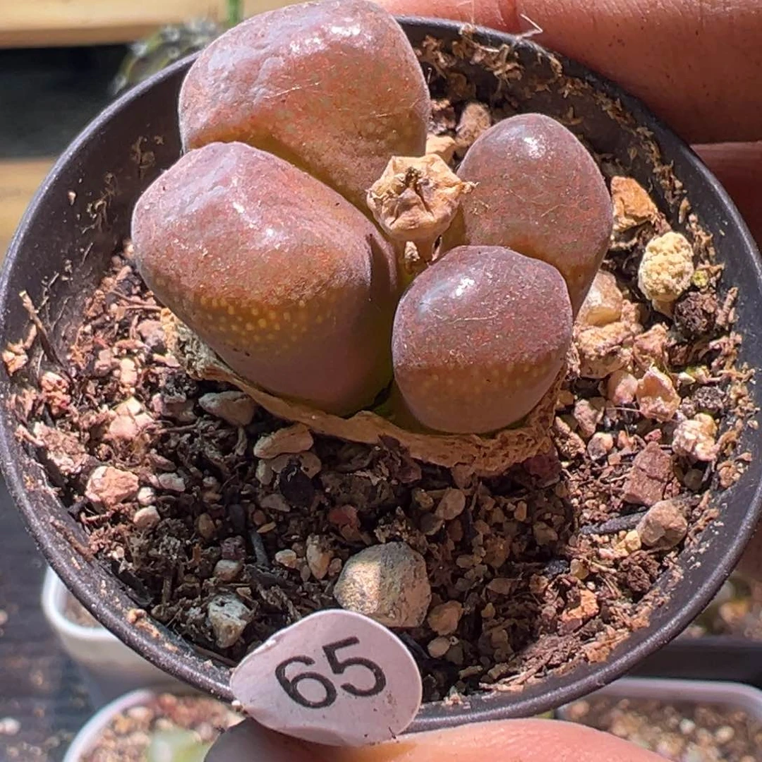 多肉植物11111111111