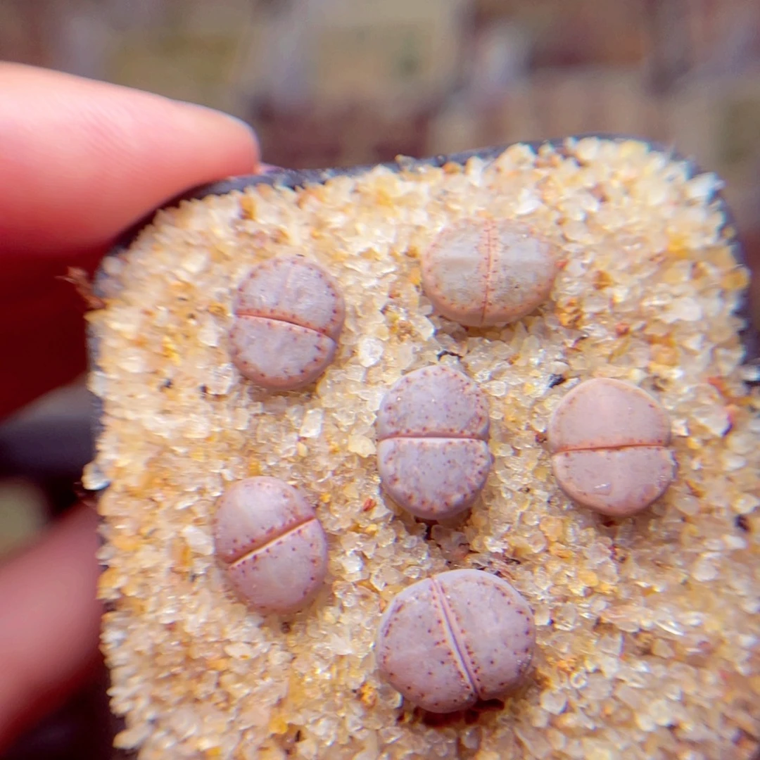 37号带盆包邮发货