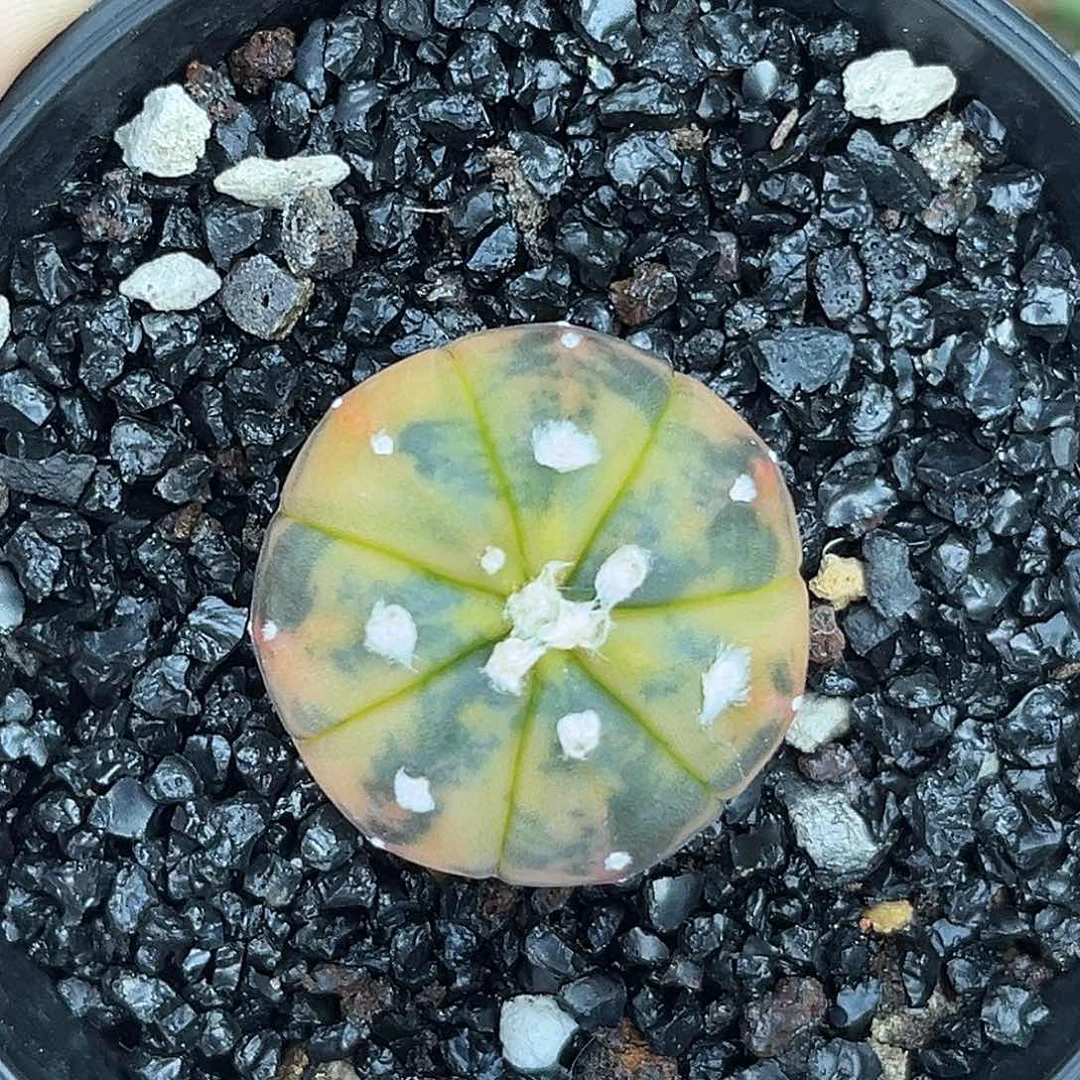 199 泰系兜锦 实生 带盆土