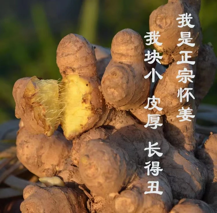 【怀姜】河南焦作怀姜，上等怀姜新鲜生姜老黄姜，农家批发月子姜