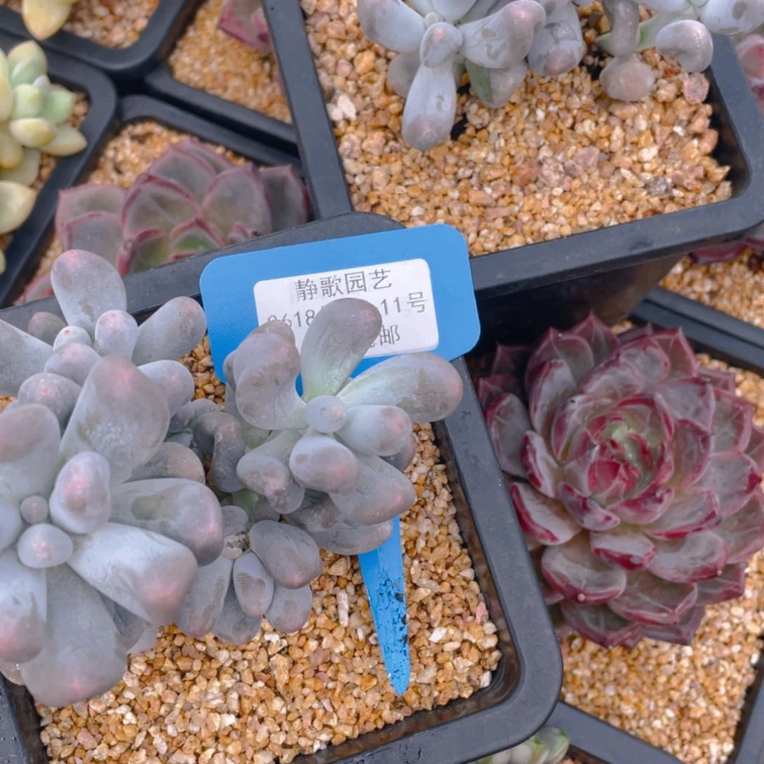 0618-11-韩版米可奶酪多头群生一颗