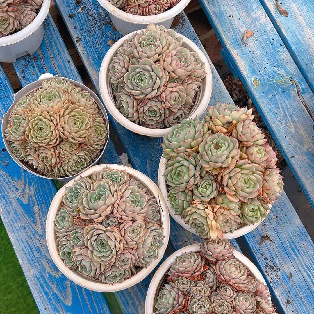 苯巴蒂斯150杯，满18包邮