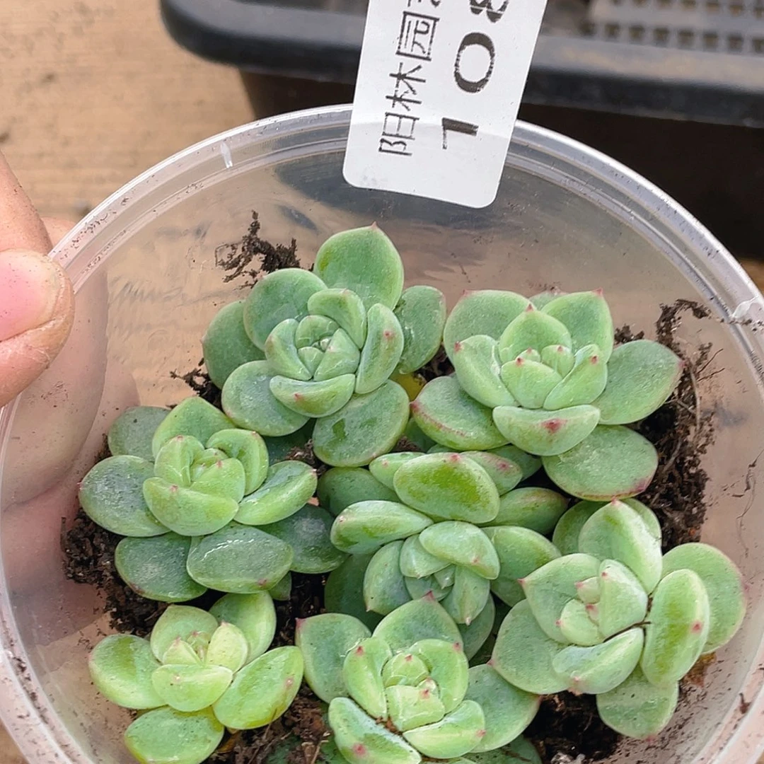 多肉植物多肉植物108
