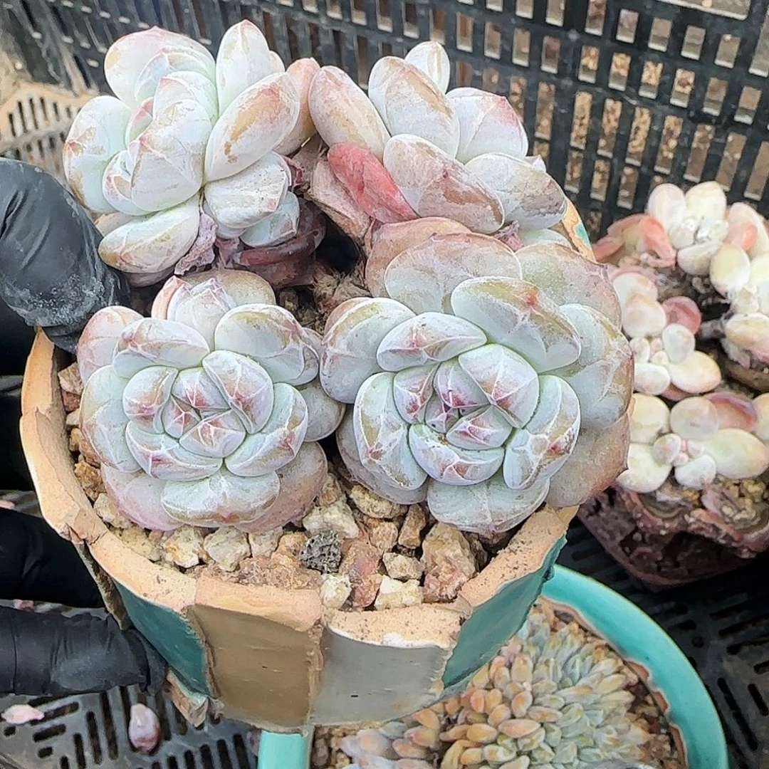 4头石榴子暗纹星影