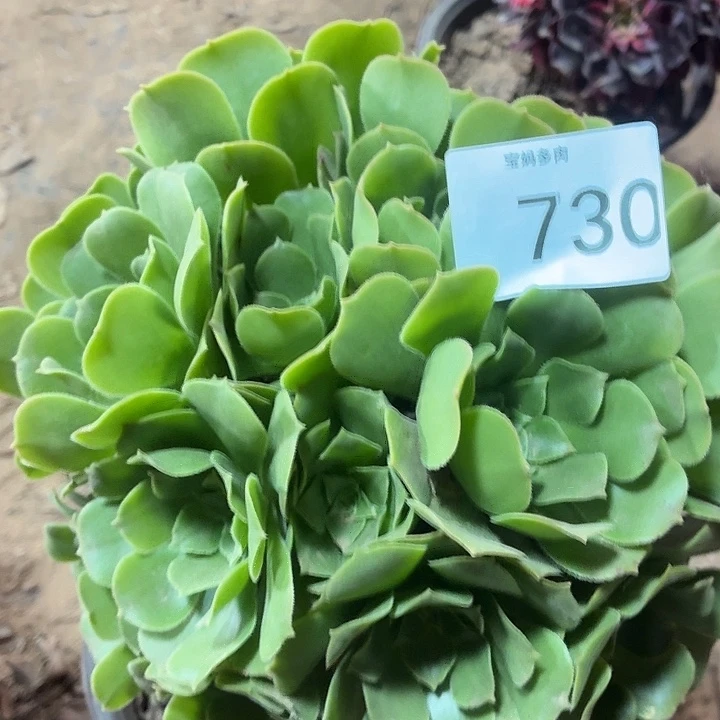 730号一物一拍1颗