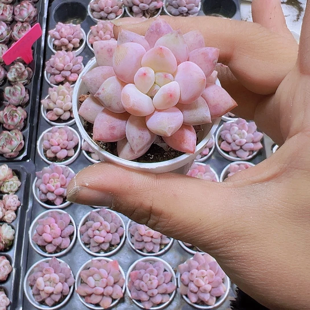 半夏2盆19包邮多肉